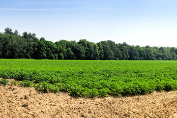 An agricultural field where green potatoes grow