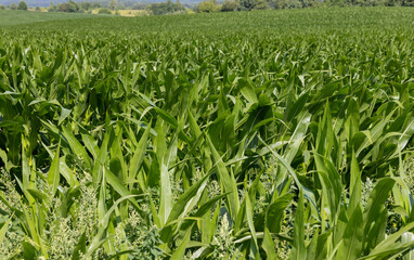 Green corn bushes in the field