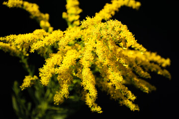 ドレッドパーマ