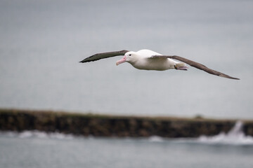 Fototapeta na wymiar Northern royal albatross in flight, with coloured band on its leg. Otago Peninsula, New Zealand.