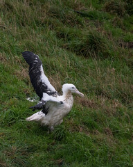 Royal Albatross chick with wings wide open, Otago Peninsula, New Zealand. Vertical format.
