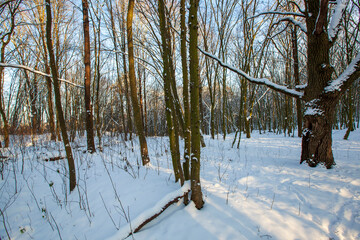 Deciduous trees in the snow in winter