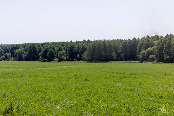 Trees growing in the forest in the summer