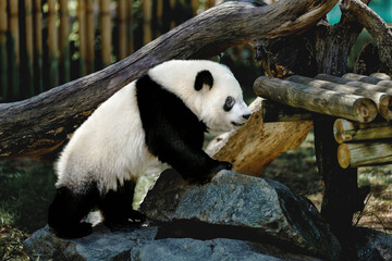 Fototapeta na wymiar little panda bear climbing up the rocks at the zoo