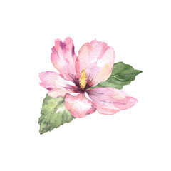Hawaiian tropical hibiscus flower hand drawn in watercolour loos style. Isolated pink and purple petal transparent flower on white. Logo stationery design element. 