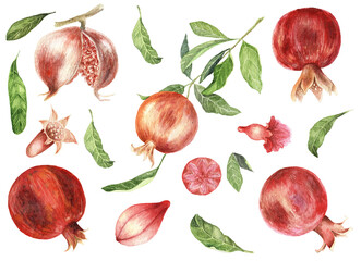 Clip art set of pomegranate fruit watercolour painted.Pomegranate fruit isolated on white with buds, flowers and green leaves. Branch with leaves of pomegranate.
