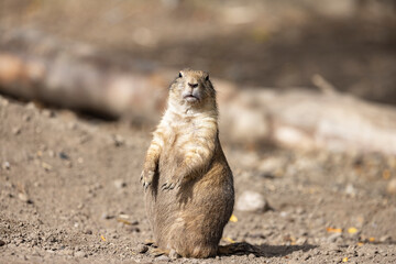 Prairie dogs are an American genus of rodents in the squirrel family.Odense zoo,Denmark,Scandinavia,Europe