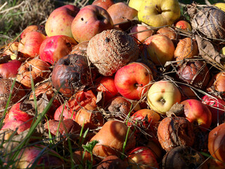 Partially rotten apples on a fallen orchard.