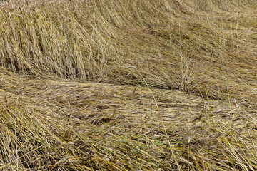 An agricultural field where wheat is grown
