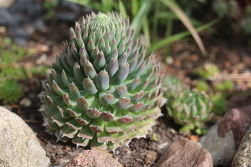 rojnikowiec mongolski Orostachys mongolei