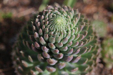 rojnikowiec mongolski Orostachys mongolei