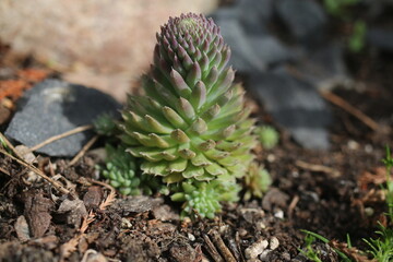 rojnikowiec mongolski Orostachys mongolei