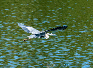 Isolated Grey Heron flying over a Lake. Shot in september in the Grand Voyeux regional nature reserve, Marne River, France