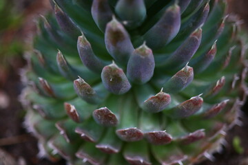 rojnikowiec mongolski Orostachys mongolei