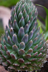 rojnikowiec mongolski Orostachys mongolei