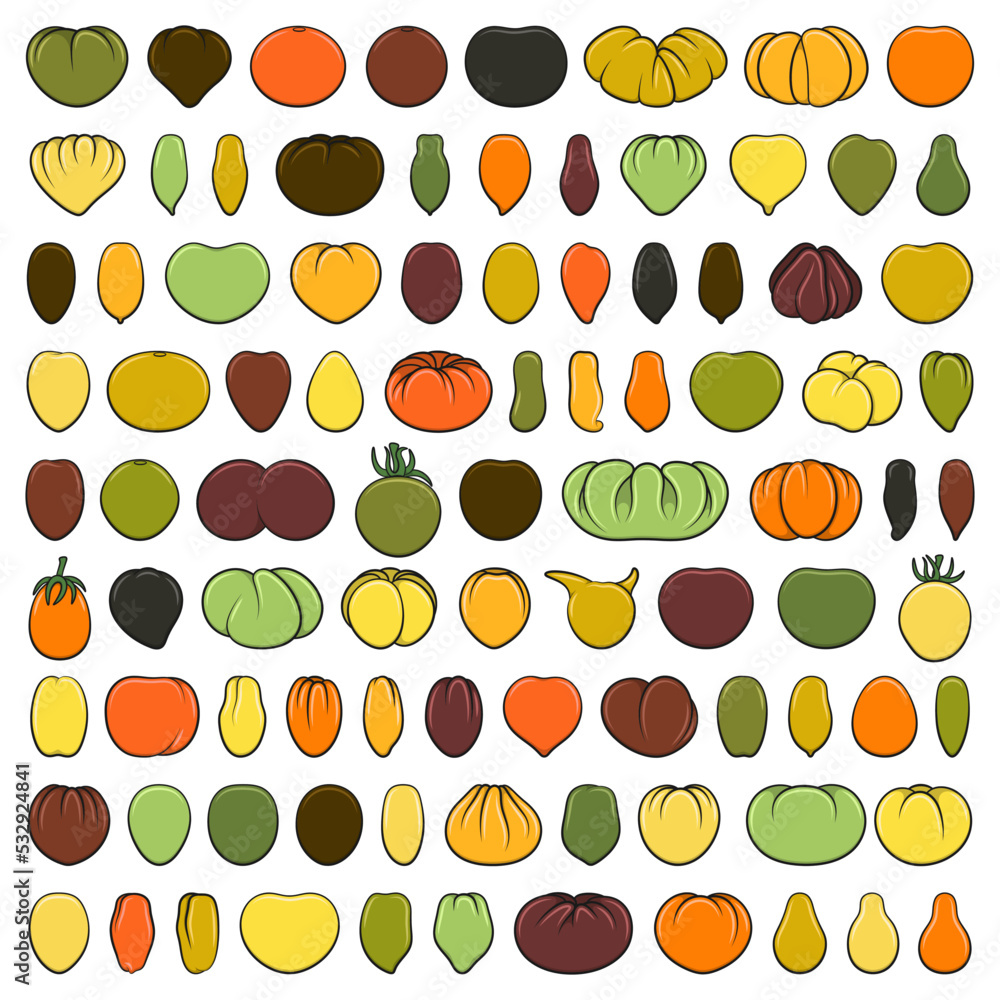 Poster set of color illustrations with tomatoes of various varieties and shapes. isolated vector objects on