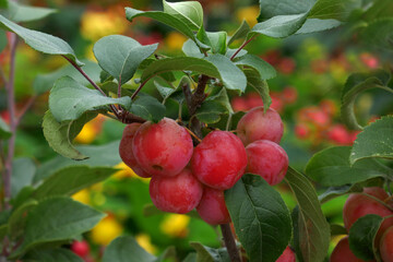 Zierapfel