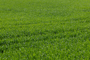 An agricultural field where green cereals grow