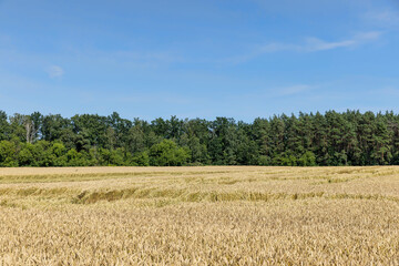 An agricultural field where wheat is grown