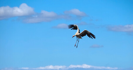 Fototapeta na wymiar stork in the sky