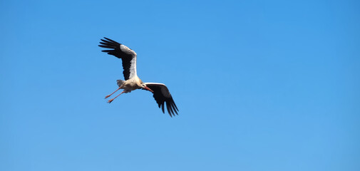 stork in flight