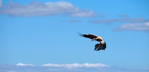 Fototapeta na wymiar stork bird in flight above its nest 