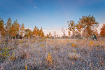 Frosty morning in an autumn copse. A gorgeous scene with rime on dry grass and trees with yellow leaves.