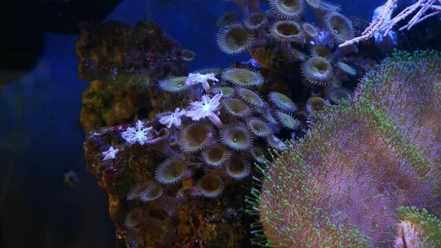 green mouth moon polyp colony and leather coral absorb dissolved organic matter, animals move in strong current, nano reef marine aquarium, popular pet in actinic blue LED low light, demanding species
