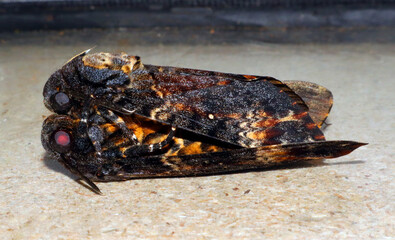 Butterfly mating, Close-up two moth Death head Acherontia atropos making love to each other, couple, sphingidae
