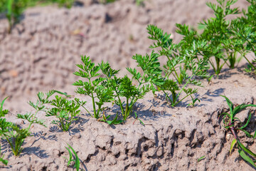 An agricultural field where a large number of carrots grow