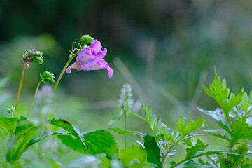 ツリフネソウの花