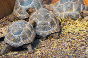 Tortue éléphantine dites géante des Seychelles ou d'Aldabra,(Aldabrachelys gigantea)