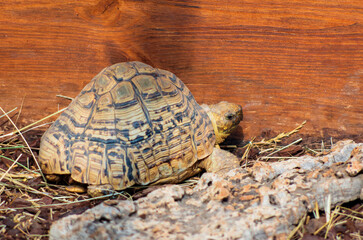 Tortue léopard,(Stigmochelys pardalis).