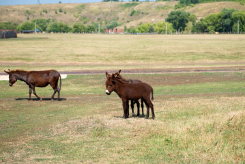 Fototapeta premium Young small brown donkey on a livestock farm