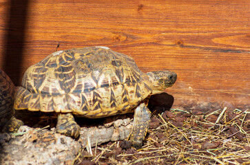 Tortue léopard,(Stigmochelys pardalis).