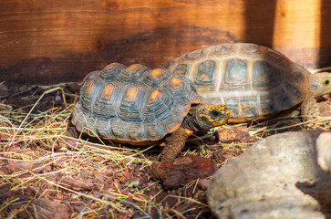 Tortue charbonnière à pattes rouges,Chelonoidis carbonaria.