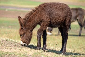 Fototapeta premium Young small brown donkey on a livestock farm