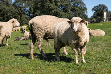 primer plano de oveja junto al rebaño en una dehesa Española