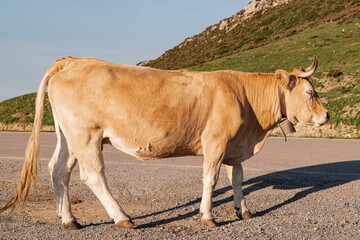 Primer plano de vaca lechera de perfil en una carretera de montaña con un cencero en el cuello