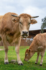 vaca enfadada saca la lengua mientras ternero sonríe y come hierba en una granja