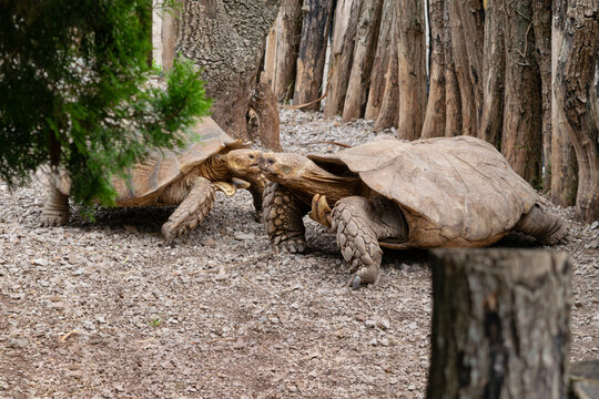 Pareja de tortugas de espolones africana en un centro de conservaci&oacute;n (centrochelys sulcata)