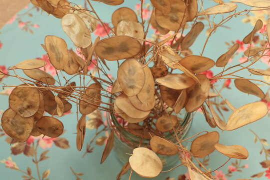 Honesty Seed Pods In A Glass Jar