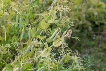 Yellowing pea pods in the field