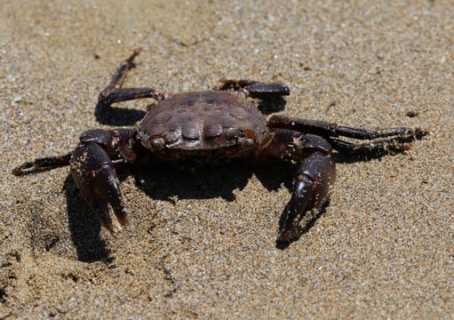 crab with powerful claws on the seashore