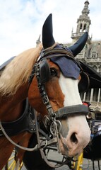 horse with blinders to lead the carriage to transport tourists to the city