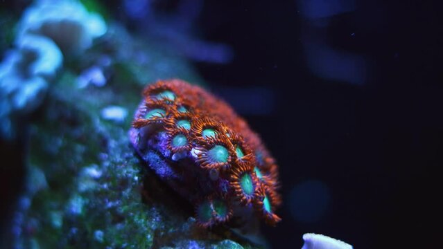 healthy colony of possibly Zoanthus sociatus, colorful polyps move in strong current, active animals grow in nano reef marine aquarium, popular pet in actinic blue LED low light, demanding species
