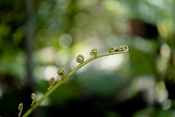 Fiddlehead of fern and blurred background, concept of natural beauty, green, eco