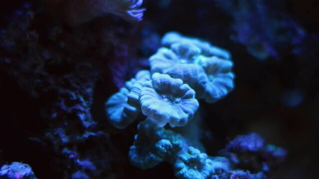 healthy trumpet coral colony move in powerful circular current of nano reef marine aquarium, organism frags of demanding species, beautiful live rock ecosystem in actinic LED blue light night mode
