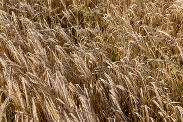 An agricultural field where wheat is grown