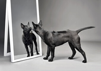 Standing puppy looking at mirror